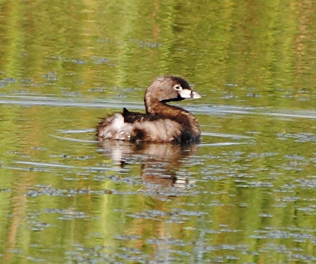 Pied-billed Grebe - ML129327381