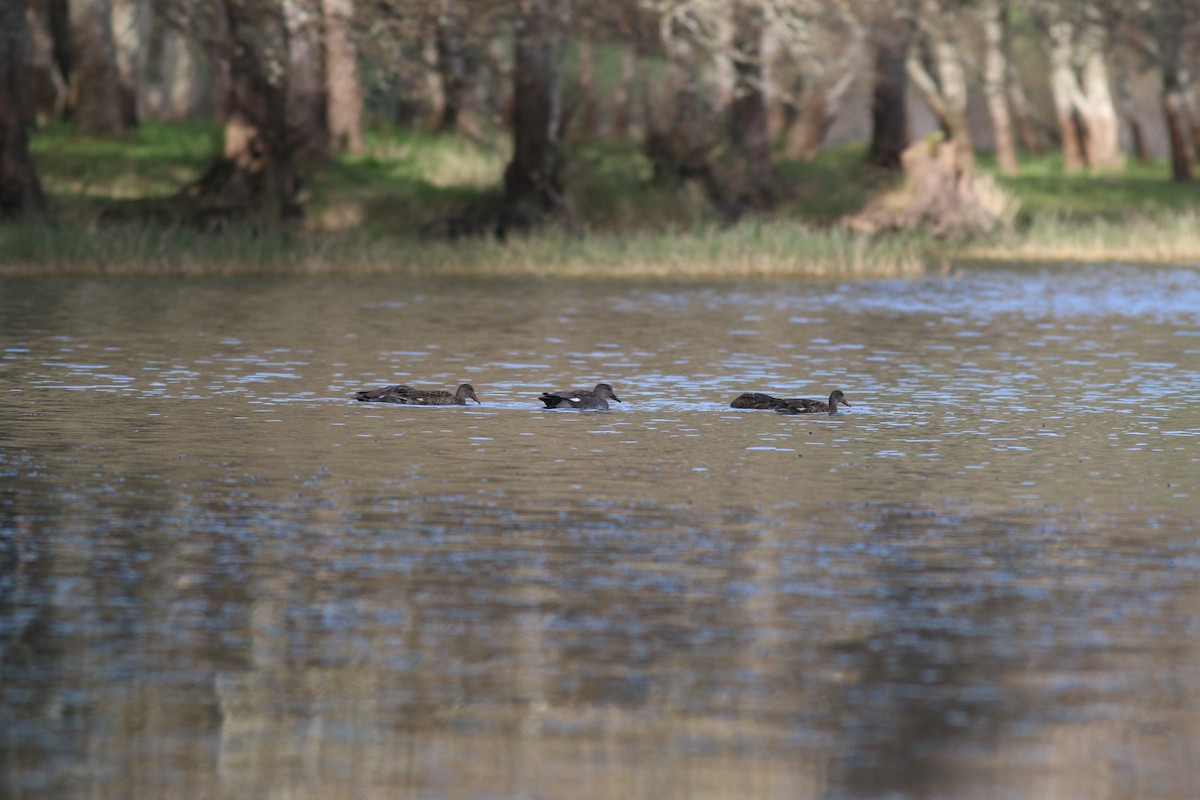Gadwall - ML129327401