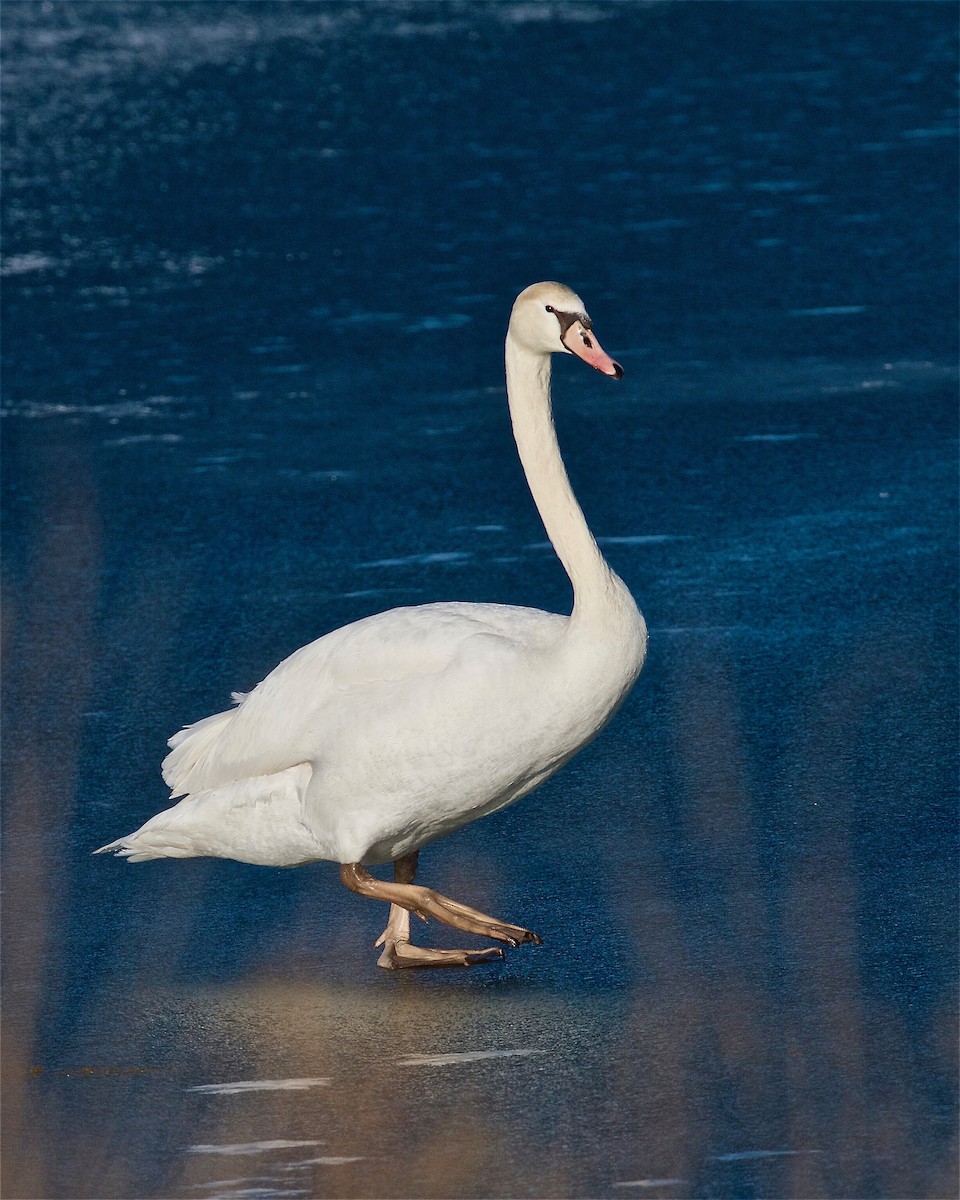 Cygne tuberculé - ML129327641