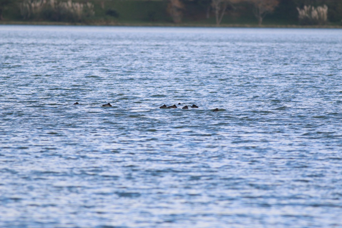 Tufted Duck - ML129327711