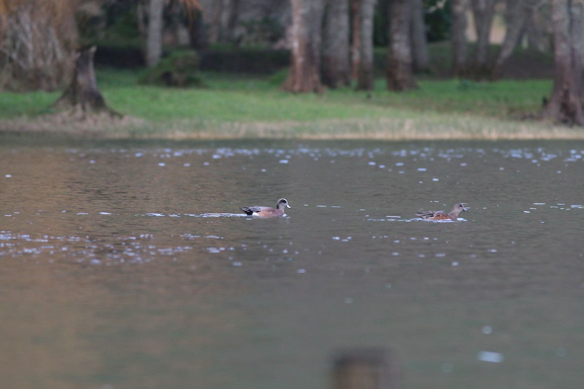 American Wigeon - ML129328071