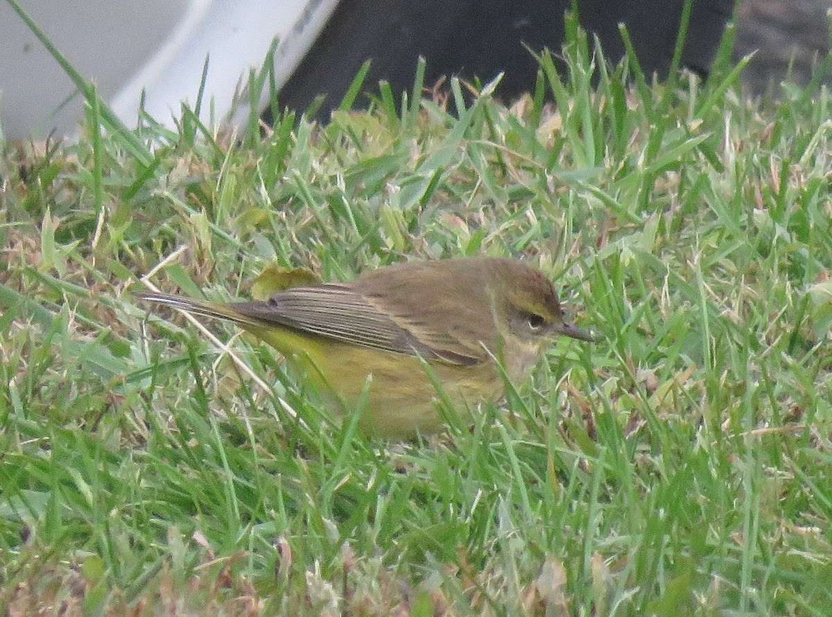 Palm Warbler - ML129328521