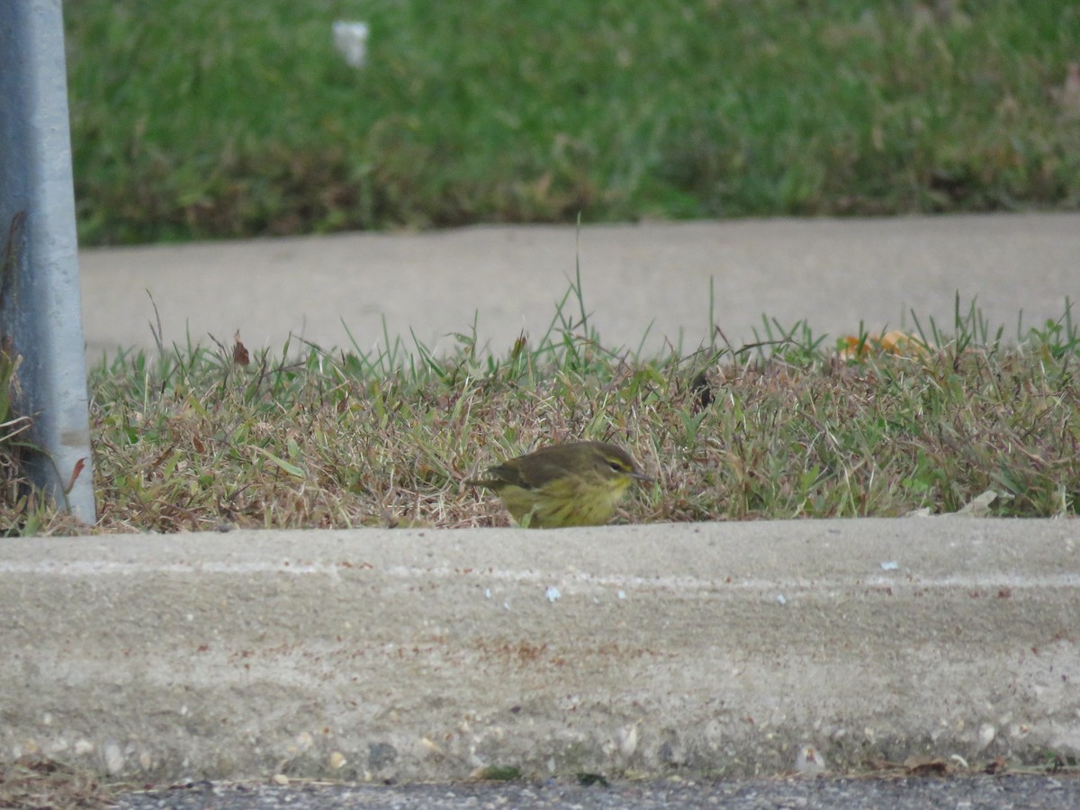 Palm Warbler - ML129328671