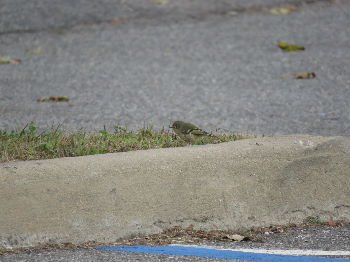 Ruby-crowned Kinglet - ML129328761