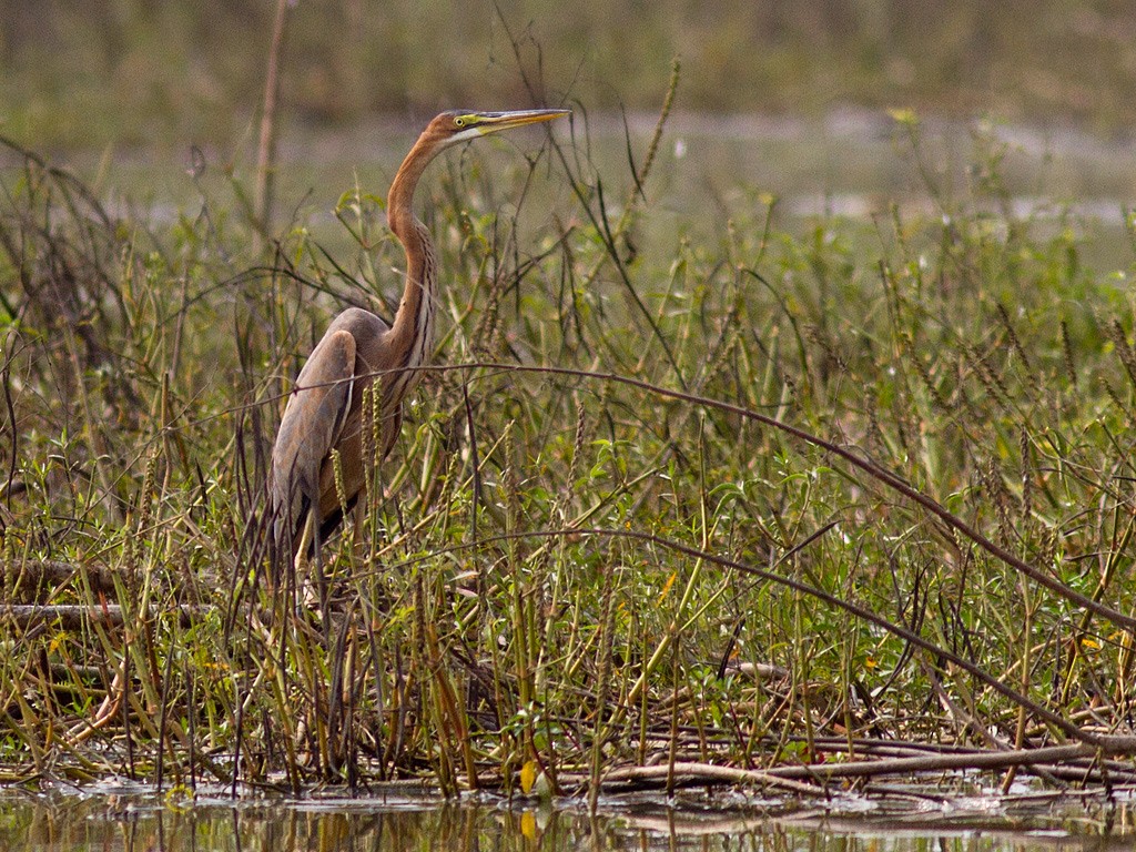 Purple Heron - Frode Falkenberg