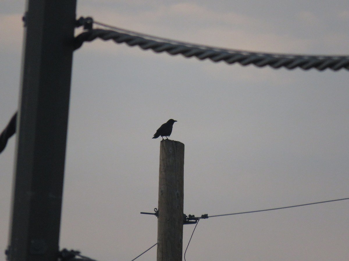 American Crow - ML129329031