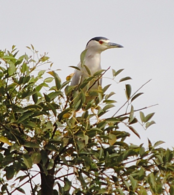 Black-crowned Night Heron - ML129329171