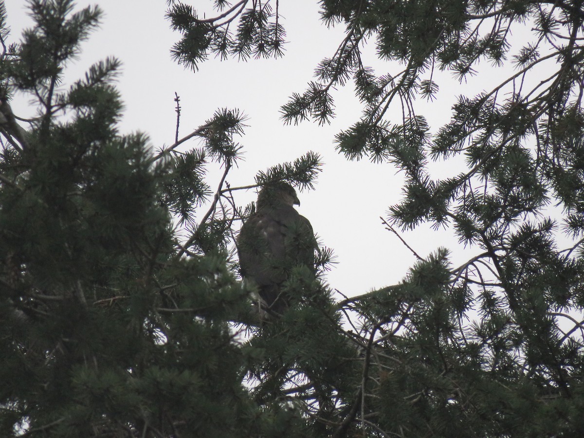 Cooper's Hawk - ML129330201