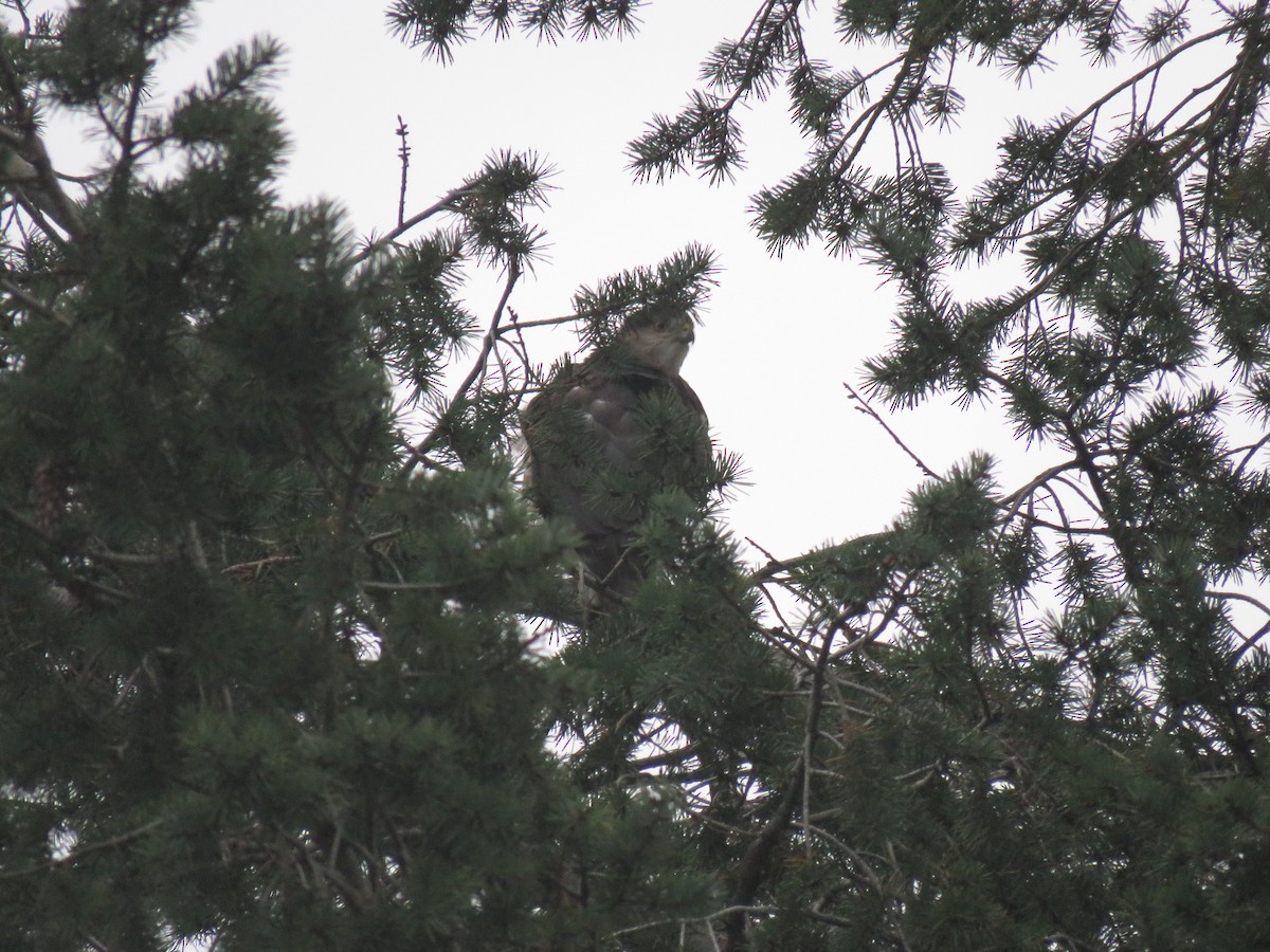 Cooper's Hawk - ML129330211