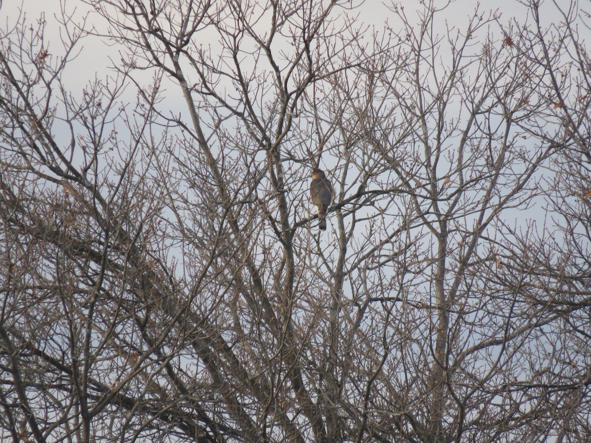 Cooper's Hawk - ML129330341