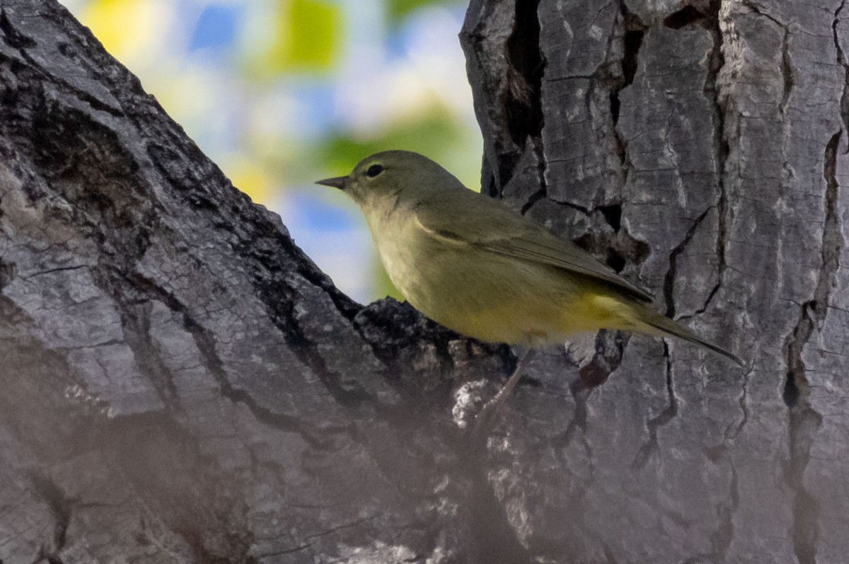 Orange-crowned Warbler - ML129330421