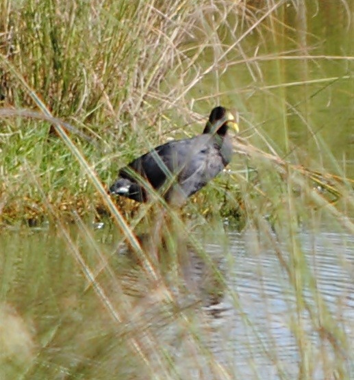 Red-gartered Coot - ML129330551