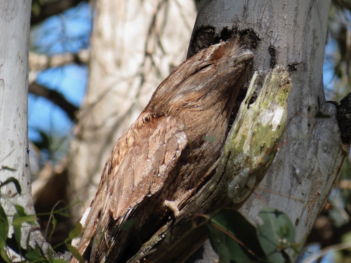 Tawny Frogmouth - John Reynolds