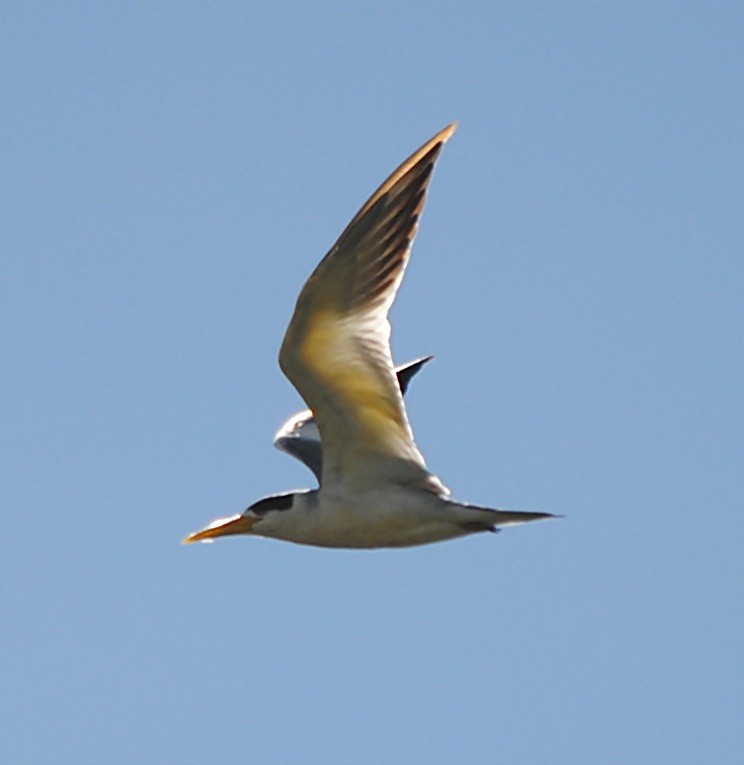 Large-billed Tern - andres ebel