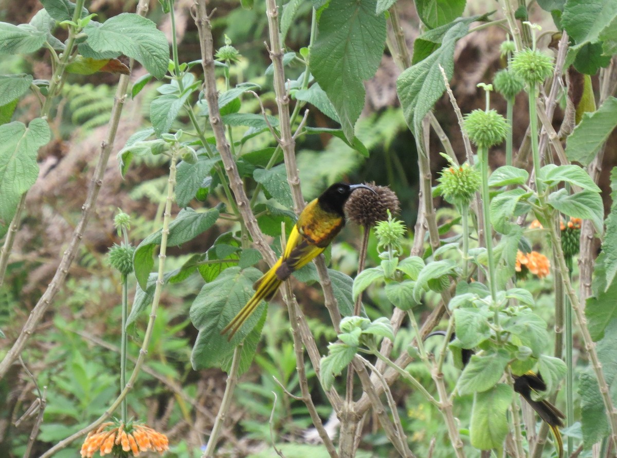 Goldschwingen-Nektarvogel - ML129334141