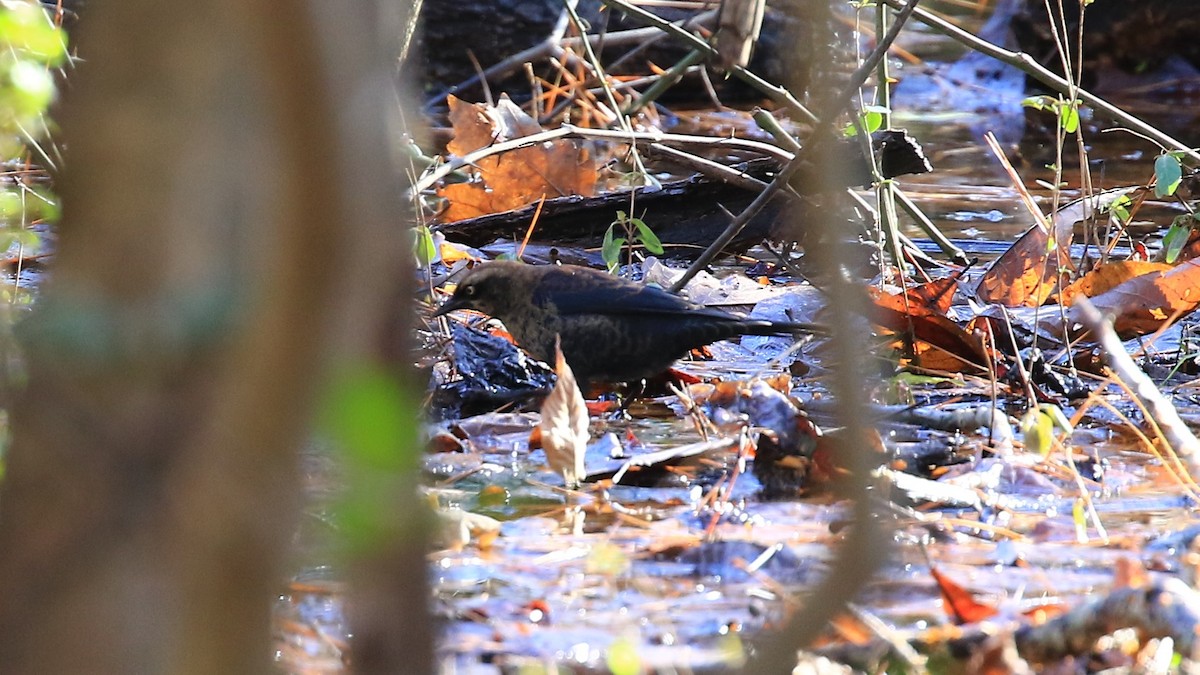 Rusty Blackbird - ML129334511