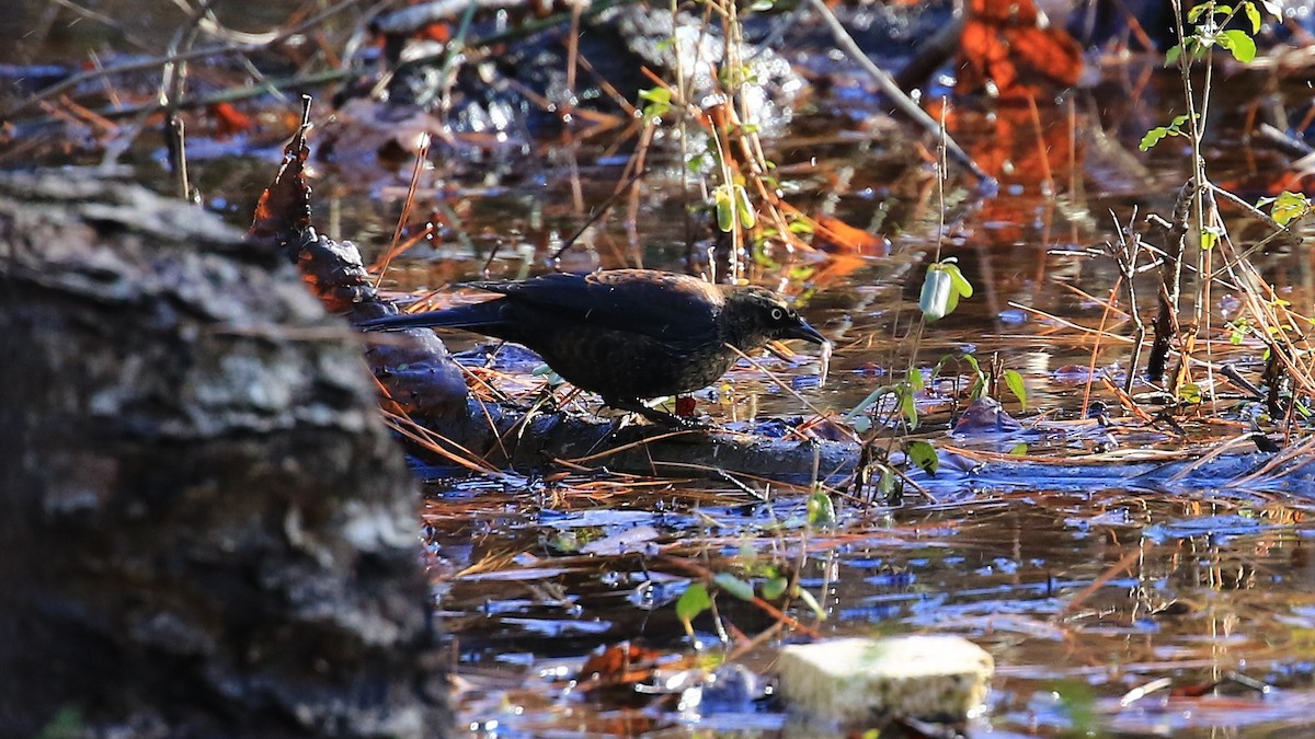 Rusty Blackbird - ML129334521
