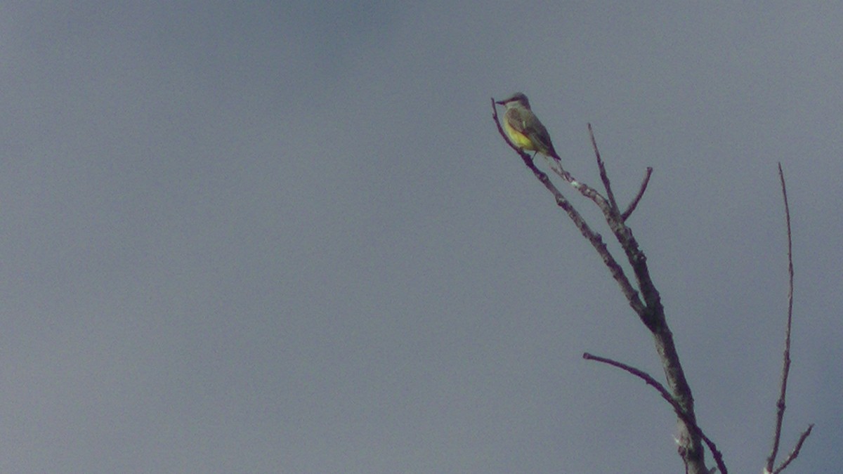 Western Kingbird - ML129334621