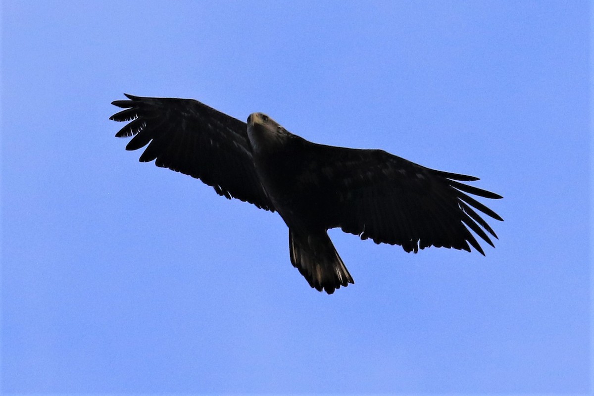 Bald Eagle - ML129334921