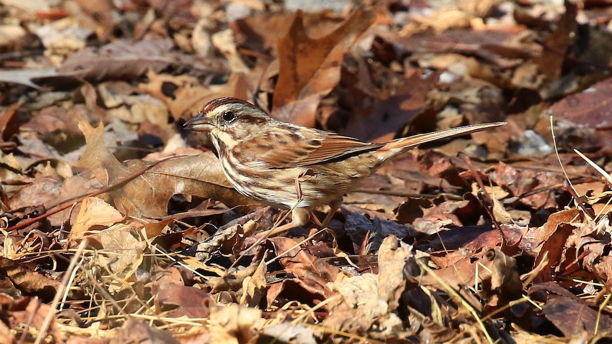 Song Sparrow - ML129335681