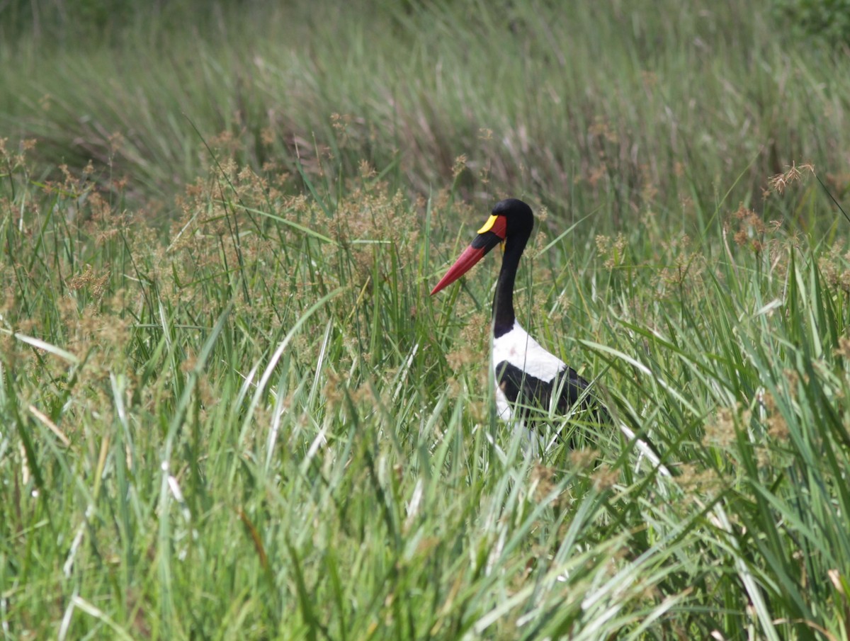 Saddle-billed Stork - ML129335821