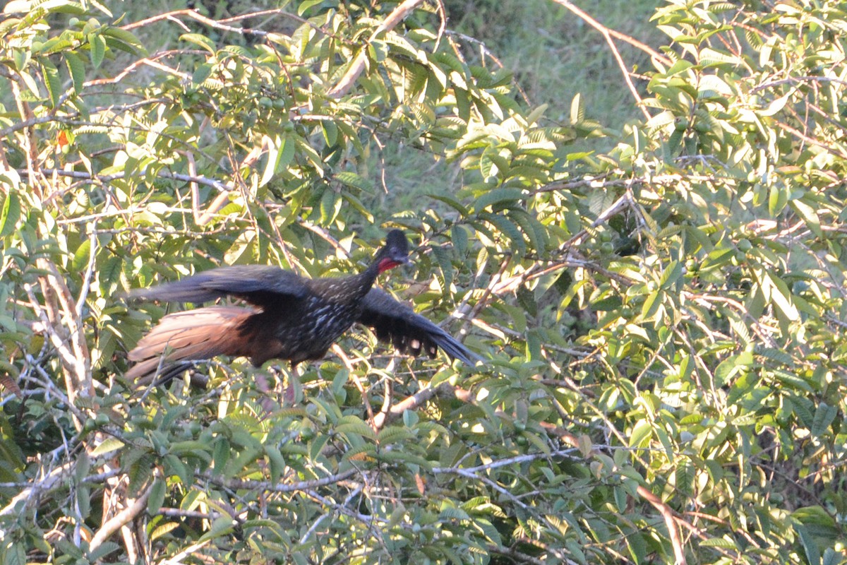 Crested Guan - ML129336631