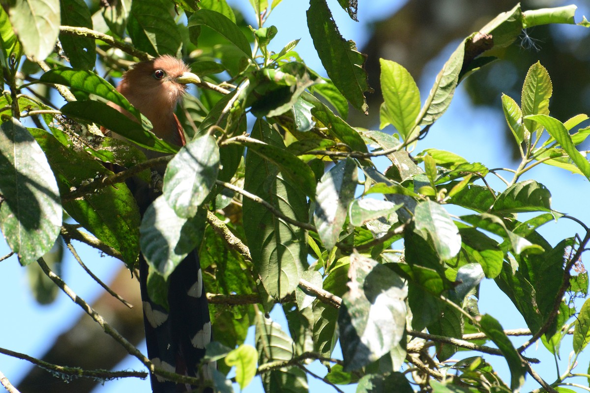 Squirrel Cuckoo - Marie O'Neill