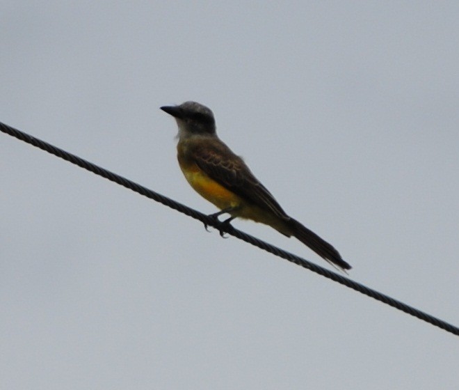 Tropical Kingbird - ML129337941