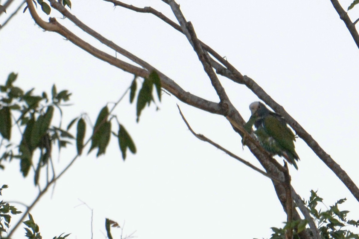 White-crowned Parrot - ML129338101
