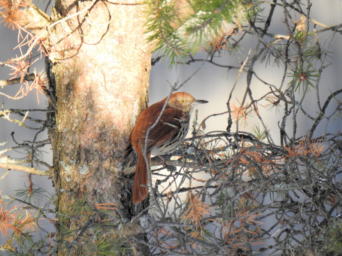 Brown Thrasher - ML129339111