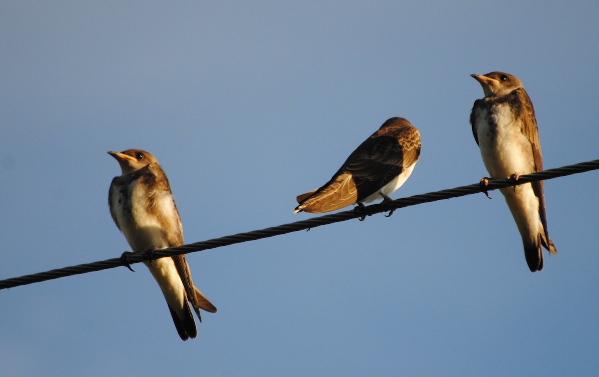 Brown-chested Martin - andres ebel