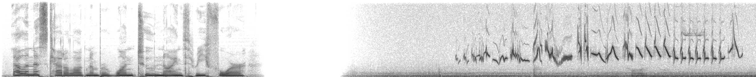 Amerika Çütresi (purpureus) - ML12934