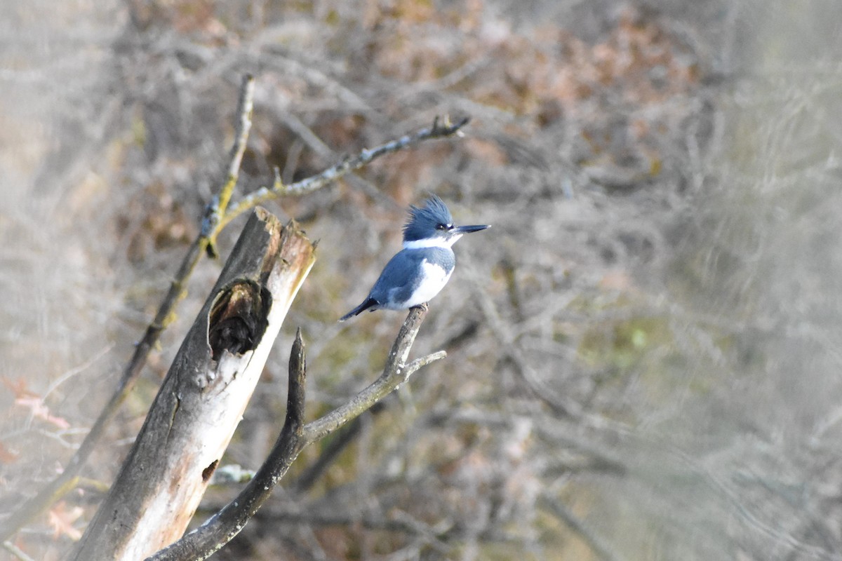 Belted Kingfisher - ML129340351