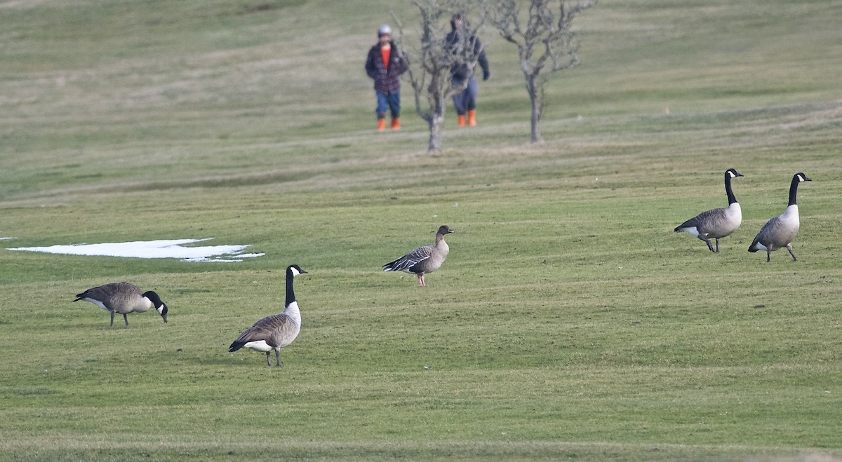 Pink-footed Goose - ML129341291