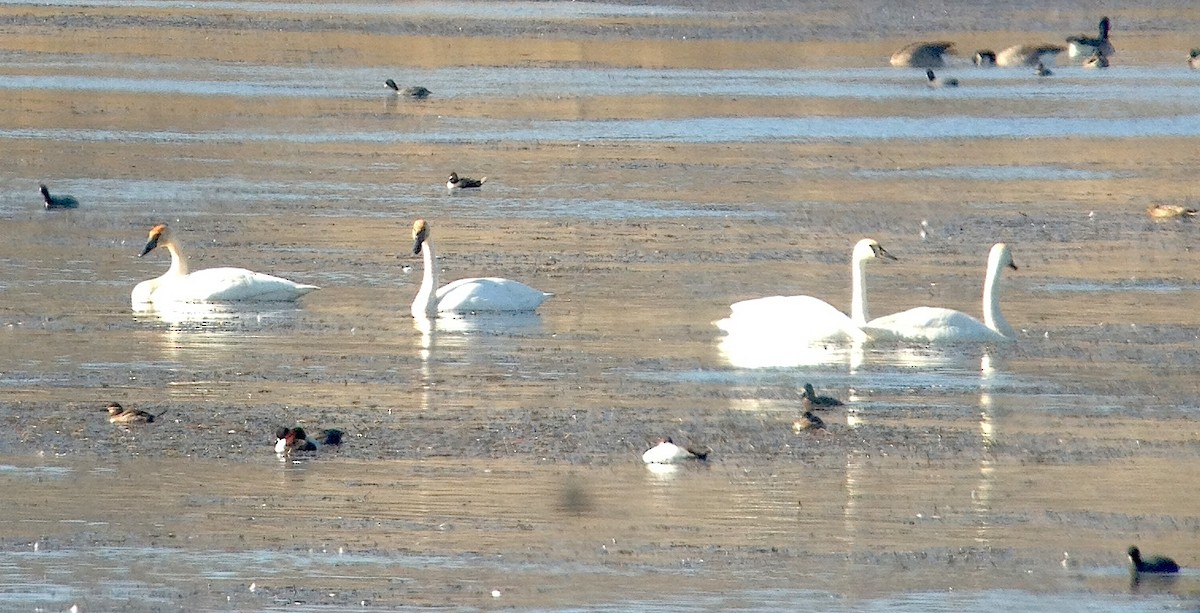 Trumpeter Swan - ML129342281