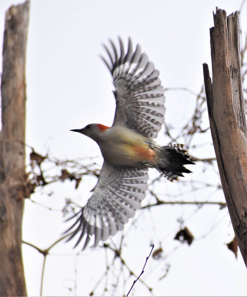 Red-bellied Woodpecker - ML129343801