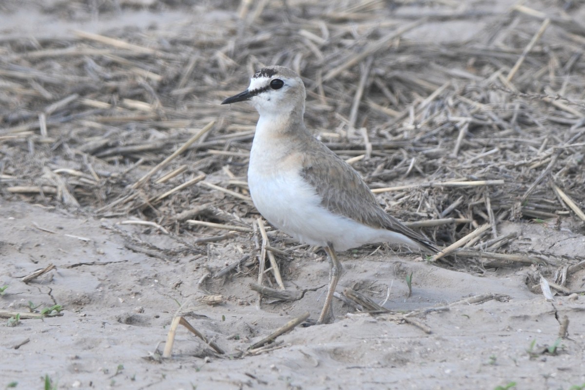 Mountain Plover - Cory Gregory