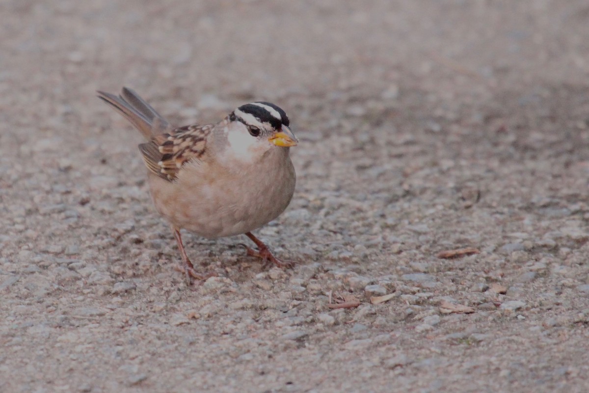 White-crowned Sparrow - Oscar Moss