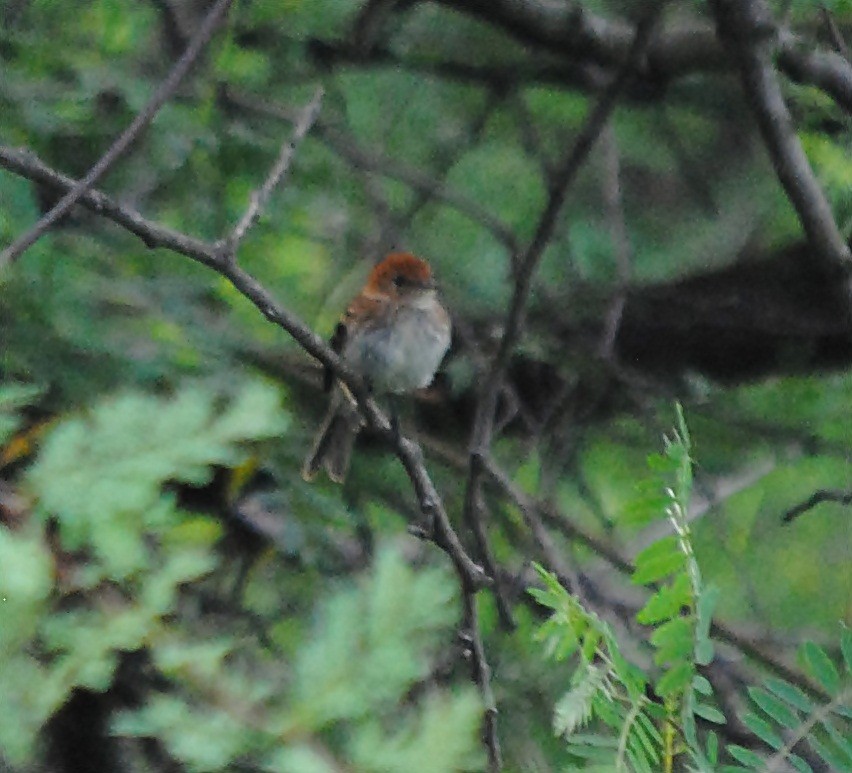 Bran-colored Flycatcher - andres ebel