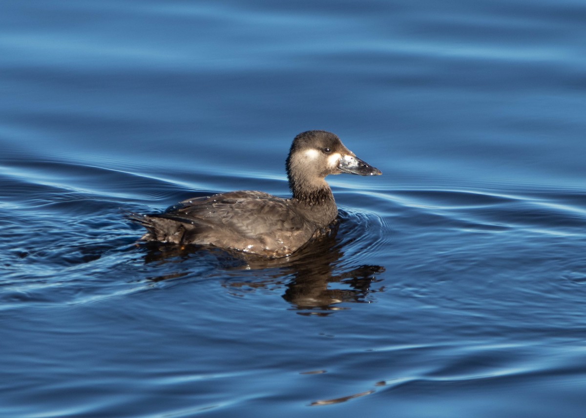 Surf Scoter - ML129347431