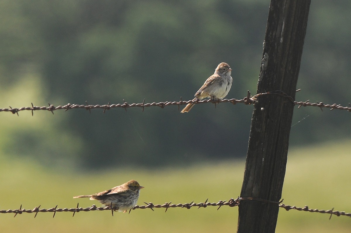 Brewer's Sparrow - Cory Gregory