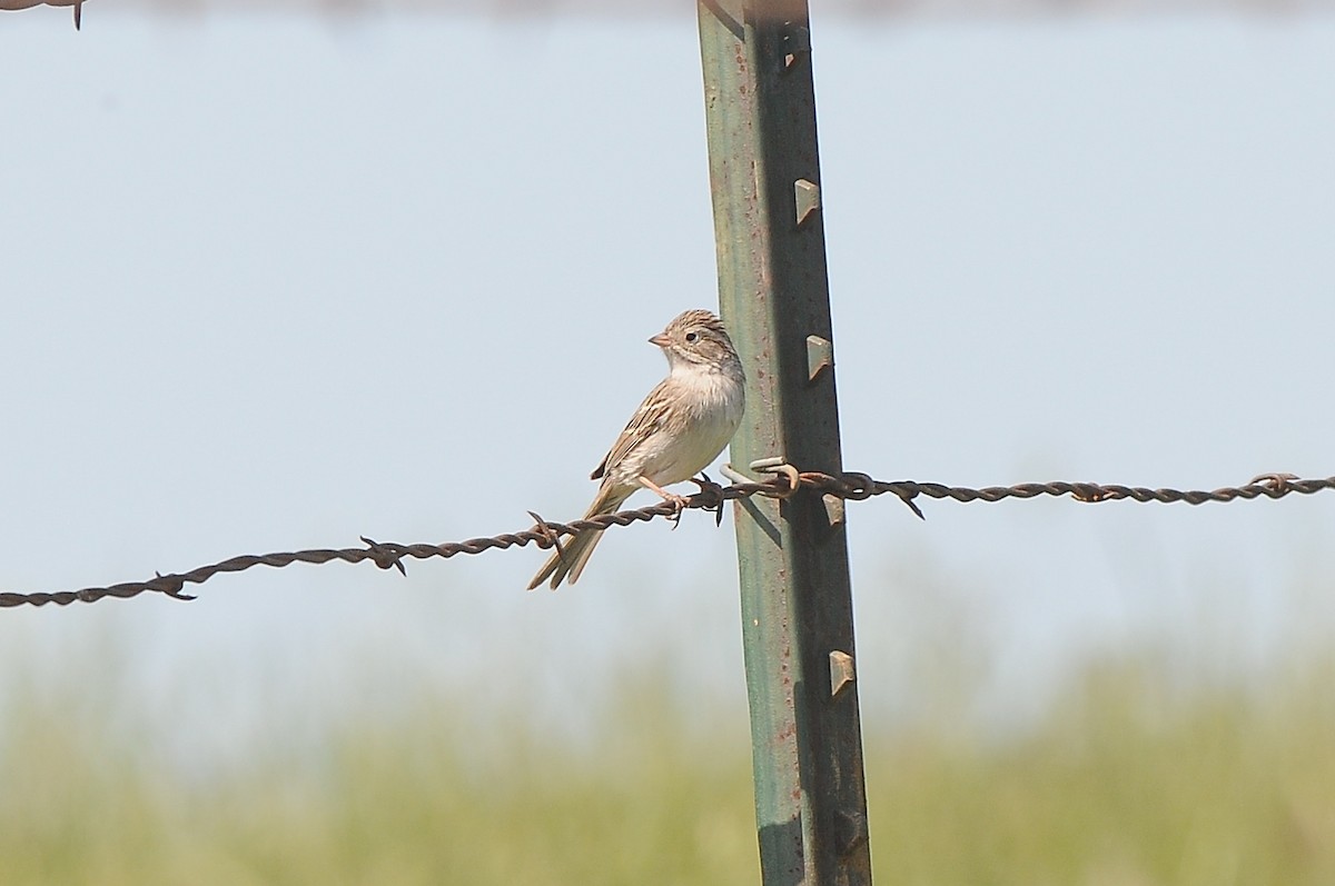 Brewer's Sparrow - ML129347581