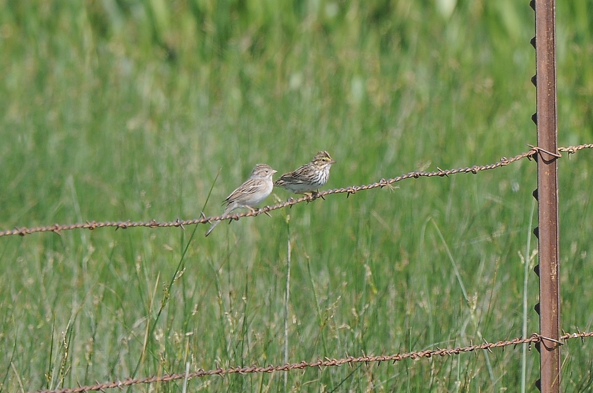 Brewer's Sparrow - ML129347601