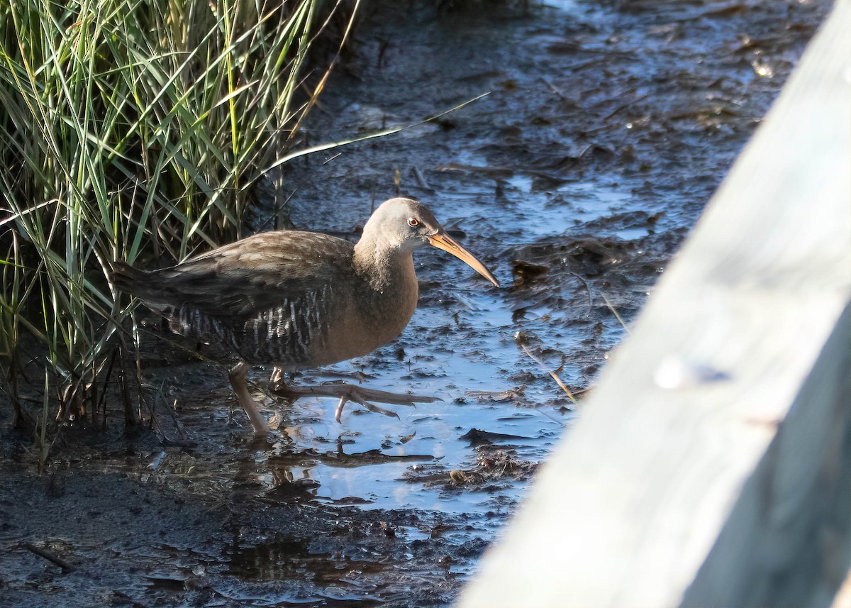 Clapper Rail - ML129347681