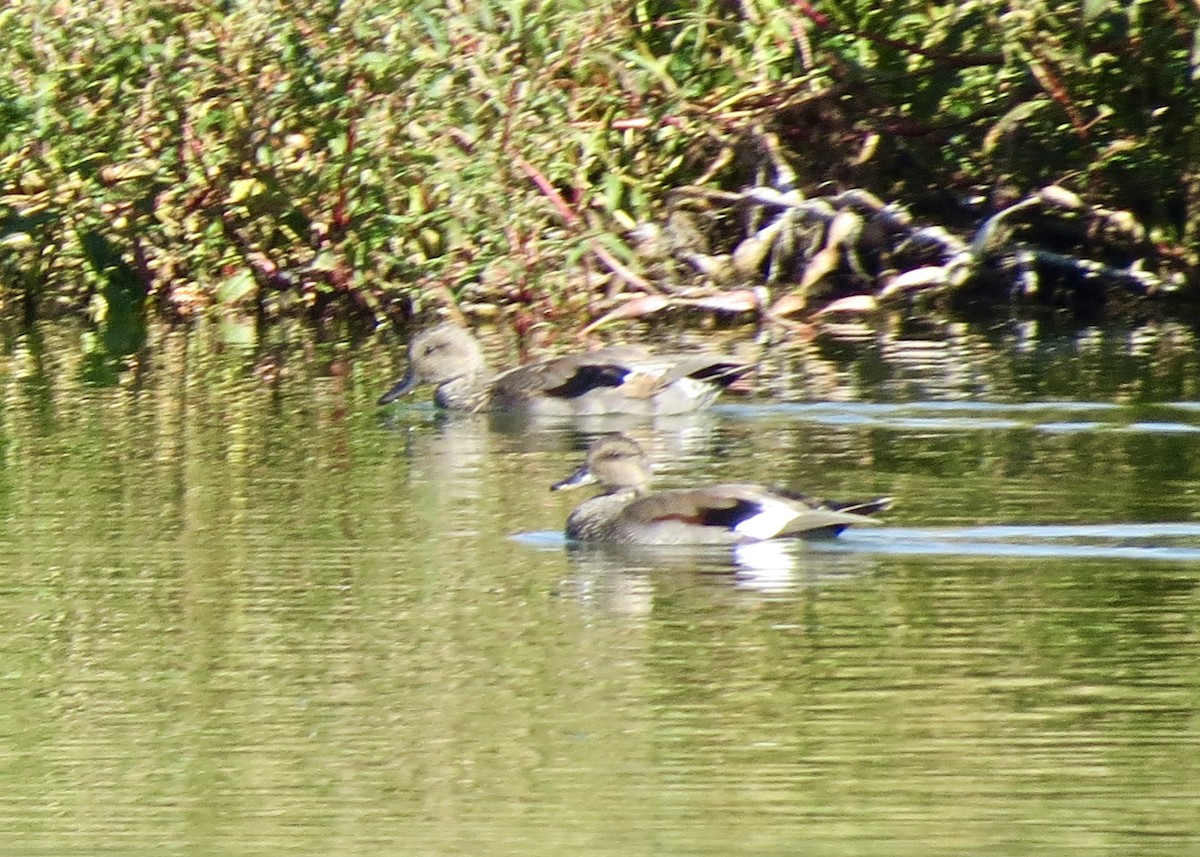 Gadwall - Dave Bengston