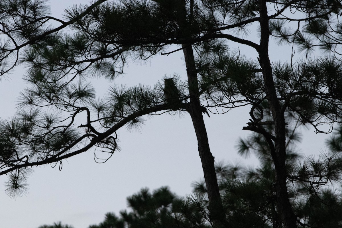 Great Horned Owl - Linda Burek