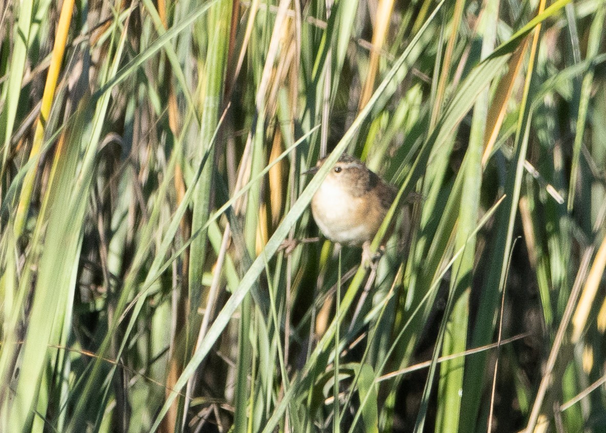 Marsh Wren - ML129348761