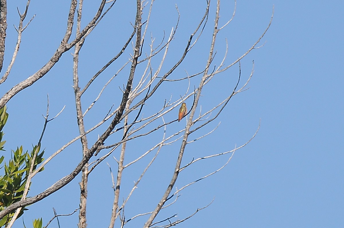 Colibrí de Allen - ML129348891