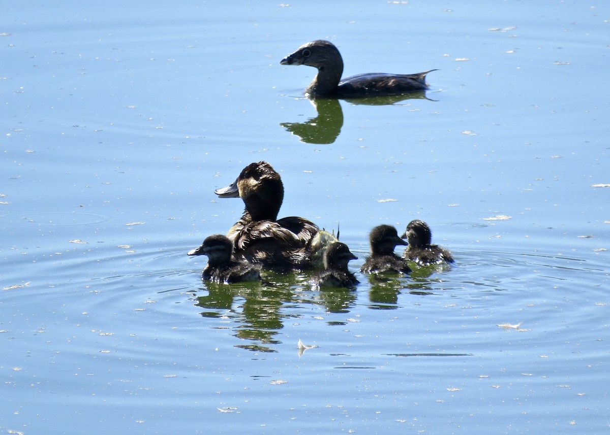 Ruddy Duck - ML129349691