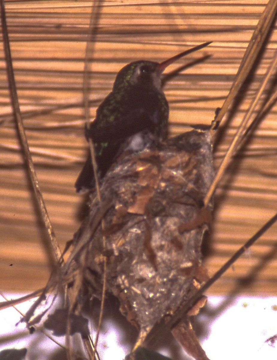 Glittering-bellied Emerald - ML129349781